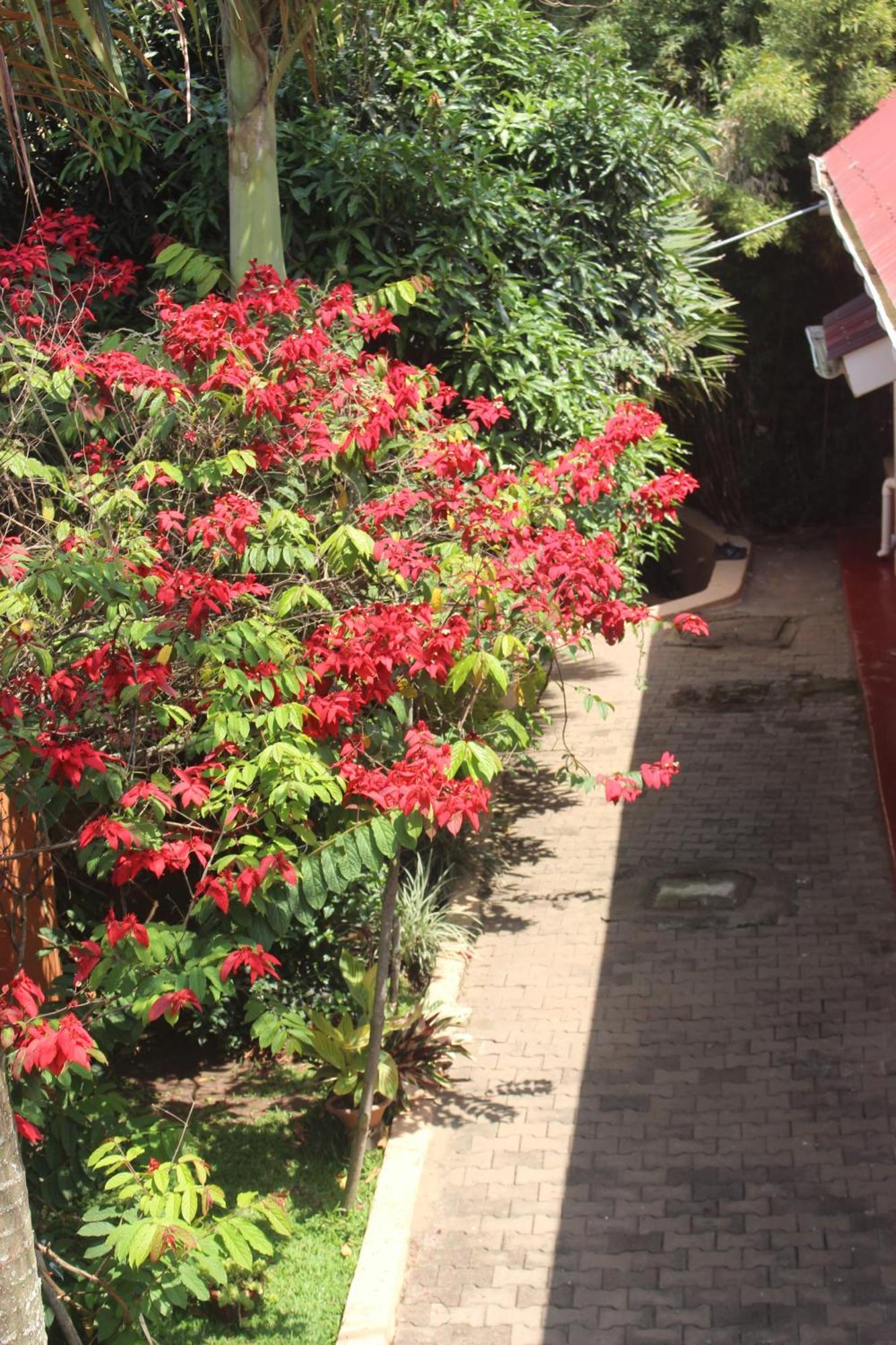 Montane Safaris Hotel Fort Portal Exteriér fotografie